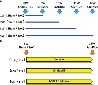 Exploring the implications of blocking renin-angiotensin-aldosterone system and fibroblast growth factor 23 in early left ventricular hypertrophy without chronic kidney disease